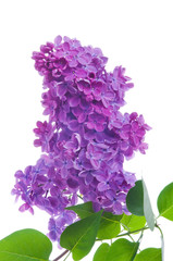 Purple lilac branch on white. Bunch of fresh blooming Violet lilac flowers isolated on white background. Studio shot