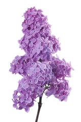 Obraz premium Purple lilac branch on white. Bunch of fresh blooming Violet lilac flowers isolated on white background. Studio shot