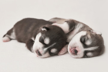 Newborn Siberian Husky puppy age of 1 days. Husky Dog Breeding. Concept of veterinary medicine, zoo clinic, veterinary clinic. Dog puppies sleep. Zoo hotel. Animal hotel. Goods for pets