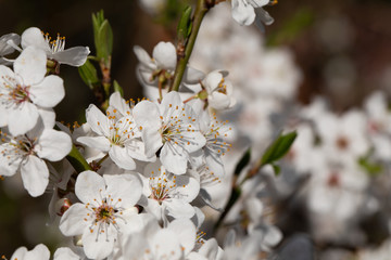 To a large extent, the mirabelle plum blossom during the spring blossom.
