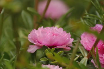 pink peony flower