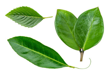 Green leaf isolated
on whited background