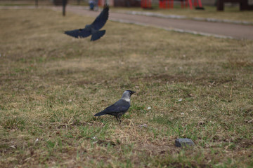 crow on the ground