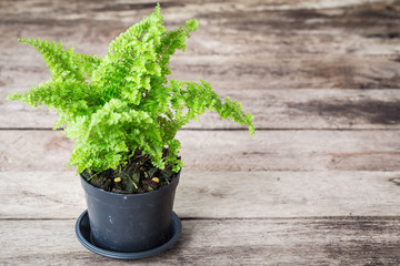 Vintage tone of Ferns are growing in black pots on wooden background. 