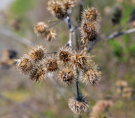 dried blossoms of a burdock (Arctium) plant.