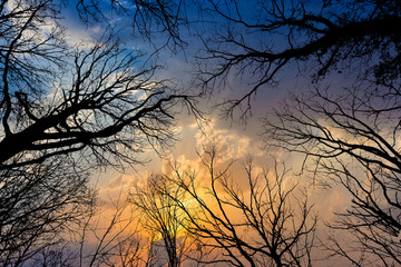 crown of trees with dramatic sky
