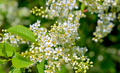White blossoms of a Spirea bush