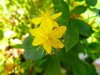 St John's Wort, common perforate St John's-wort, Hypericum perforatum. St John's Wort bloom on...