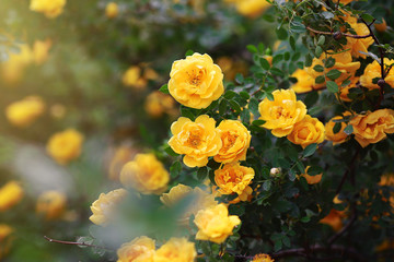 Yellow tea rose closeup photo