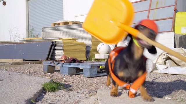 Funny dachshund wearing builder clothing and helmet takes the shovel.