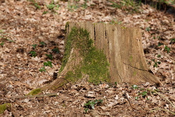 Abgesägter Baumstumpf , Wald, Waldboden, Deutschland, Europa