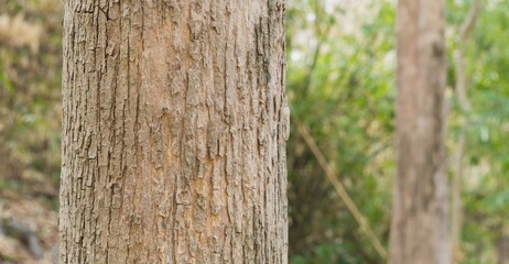 Teak Trees in Thailand precious hardwoods one of the last major areas of tropical forest in Asia	