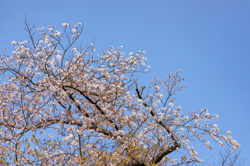 青空と綺麗な桜の木