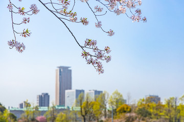 東京の高層ビルと桜