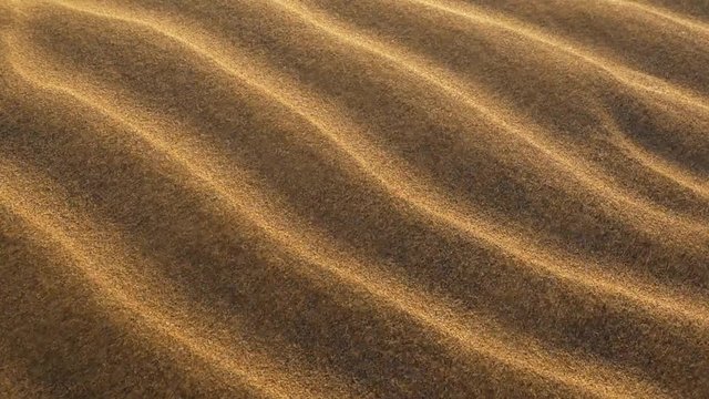 Goldish sand grains waving in the wind in a desert. Slow motion shot
