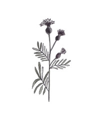 A picture of a flower. Black and white drawing on a white background. Graphic outline illustratuon on a background for logo design.