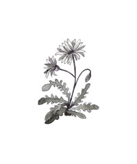 A picture of a flower. Black and white drawing on a white background. Graphic outline illustratuon on a background for logo design.
