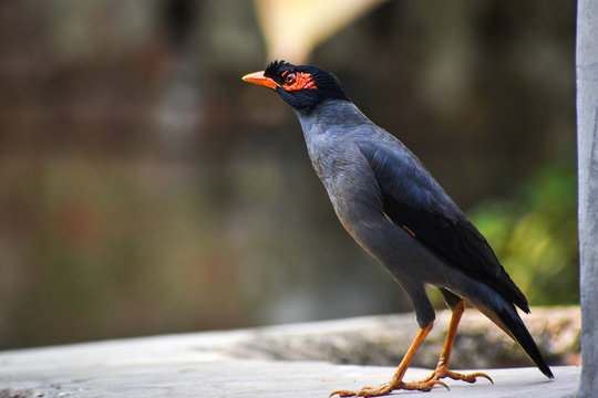 Asian Mayna bird with selective focus