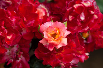 カラフルな色のバラ(Charleston)