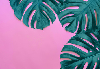 Tropical palm Monstera leaves on pink background. Flat lay, top view minimal concept border frame, banner with empty place for text.