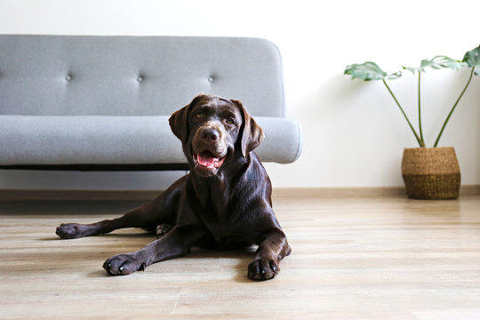 Portrait of eighteen months old chocolate labrador retriever lying on wood texture floor in front of grey textile sofa. Happy and funny brown dog relaxing at home. Close up, copy space.