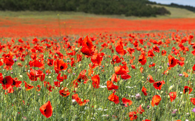 Poppy field in Crimea, Beautiful landscape with a poppy field, bright scarlet flowers in nature, spring landscape with flowers