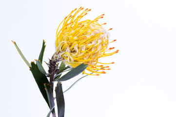 Yellow protea flower on white background