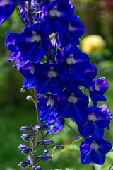 Rittersporn, Delphinium, Black Knight