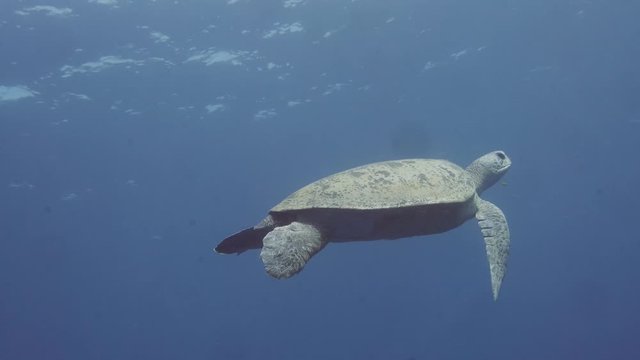 Green Turtle, swimming on the reefs 4k