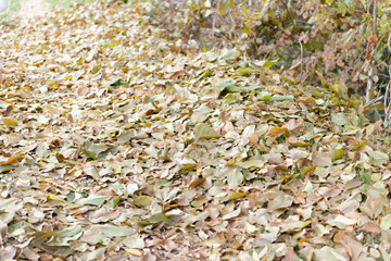 Texturas de otoño