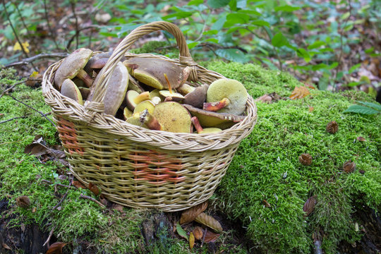 basket of mushrooms in the forest,full basket of mushrooms on moss in the forest