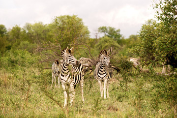 Zebra