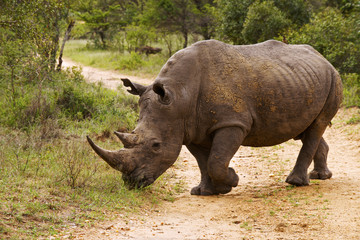 Fototapeta premium Nashorn