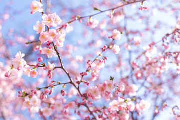 Amazing pink cherry blossoms on the Sakura tree in a blue sky.