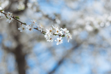 Branch of a blossoming tree on a garden background.