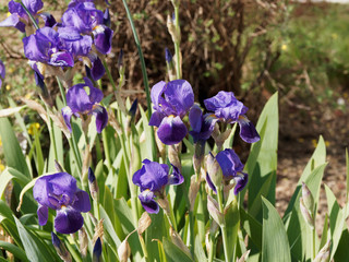 (Iris × germanica) Deutsche oder Echte Schwertlilien. Elegante Gartenpflanze mit spektakulärer Leuchtkraft, dunkelblau perigon mit gelb Bart