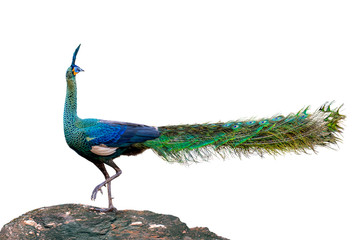 Fototapeta premium Peacock looking back On a rock on a white background