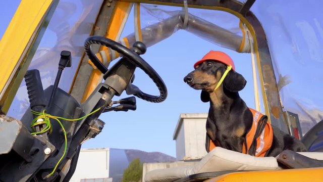 Dachshund wearing orange builder clothing and helmet sits on driver seat of constructive vehicle.