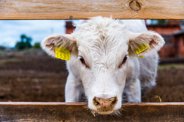 A cow and a bull stand in a camp on a large rural farm
