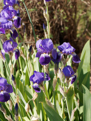 Deutsche Schwertlilie auch Ritter-Schwertlilie oder Blaue Schwertlilie (Iris &times; germanica)