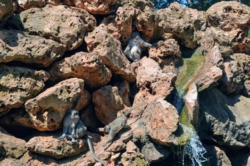 Baboons (Papio hamadryas) sitting on the rocks