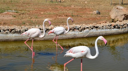 The Chilean flamingos (Phoenicopterus chilensis) in the water, closeup. Panoramic photo
