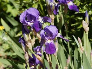 (Iris × germanica) Deutsche Schwertlilie auch Ritter-Schwertlilie oder Blaue Schwertlilie