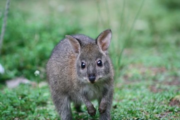 marsupial in the grass