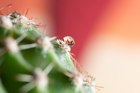 cactusdroplet