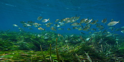 Fototapeta na wymiar Mediterranean sea neptune seagrass (Posidonia oceanica) with a school of fish (Sarpa salpa), Corsica, France