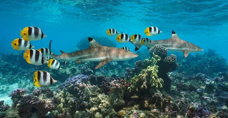 Gardinen Korallenriff Sharks underwater in a colorful coral reef with tropical fish, Pacific ocean, French Polynesia, Oceania  © dam