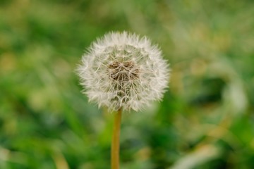 Closeup shot of a dandelion flower on a field with a blurred background