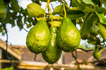 Avocados on the tree with bokeh background. 