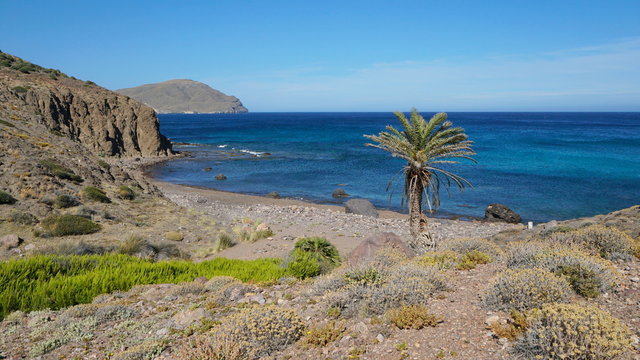 Spain Mediterranean coast in Andalusia, a small rocky beach with a palm tree, Cabo de Gata Nijar natural park, Cala de los toros, Almeria
